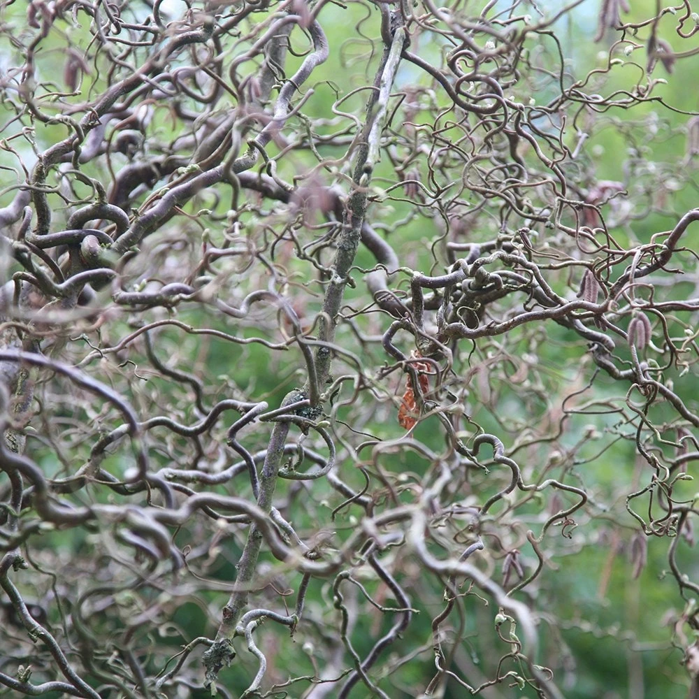Corylus Avellana 'Contorta' - Image 2
