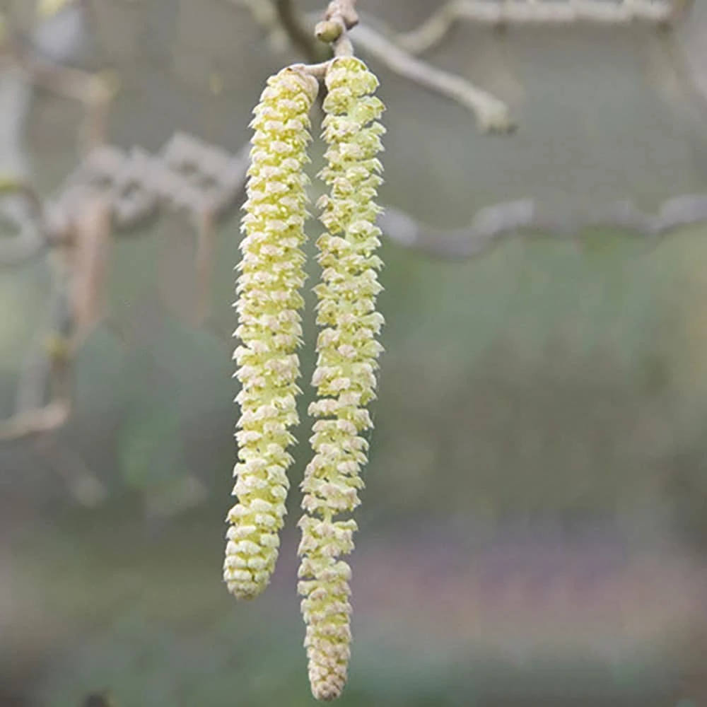Corylus Avellana 'Contorta' - Image 3