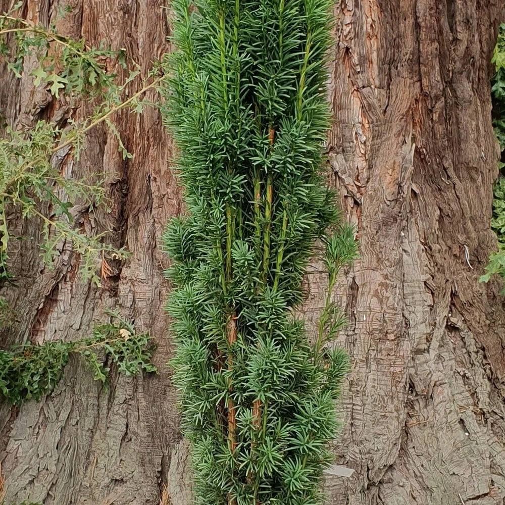 Taxus Baccata 'Fastigiata Robusta' - Image 2