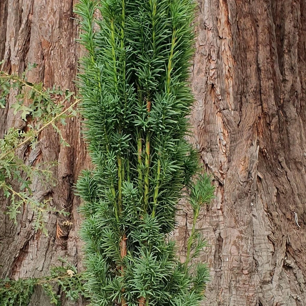 Taxus Baccata 'Fastigiata Robusta' - Image 3