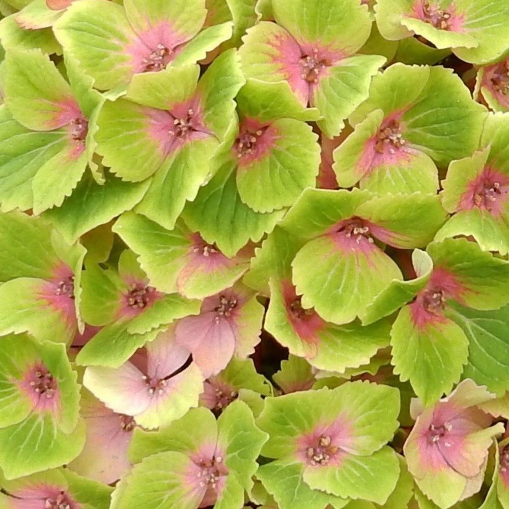 Hydrangea Macrophylla Magical Green Delight ('Hokomagrede') (PBR) - Image 3