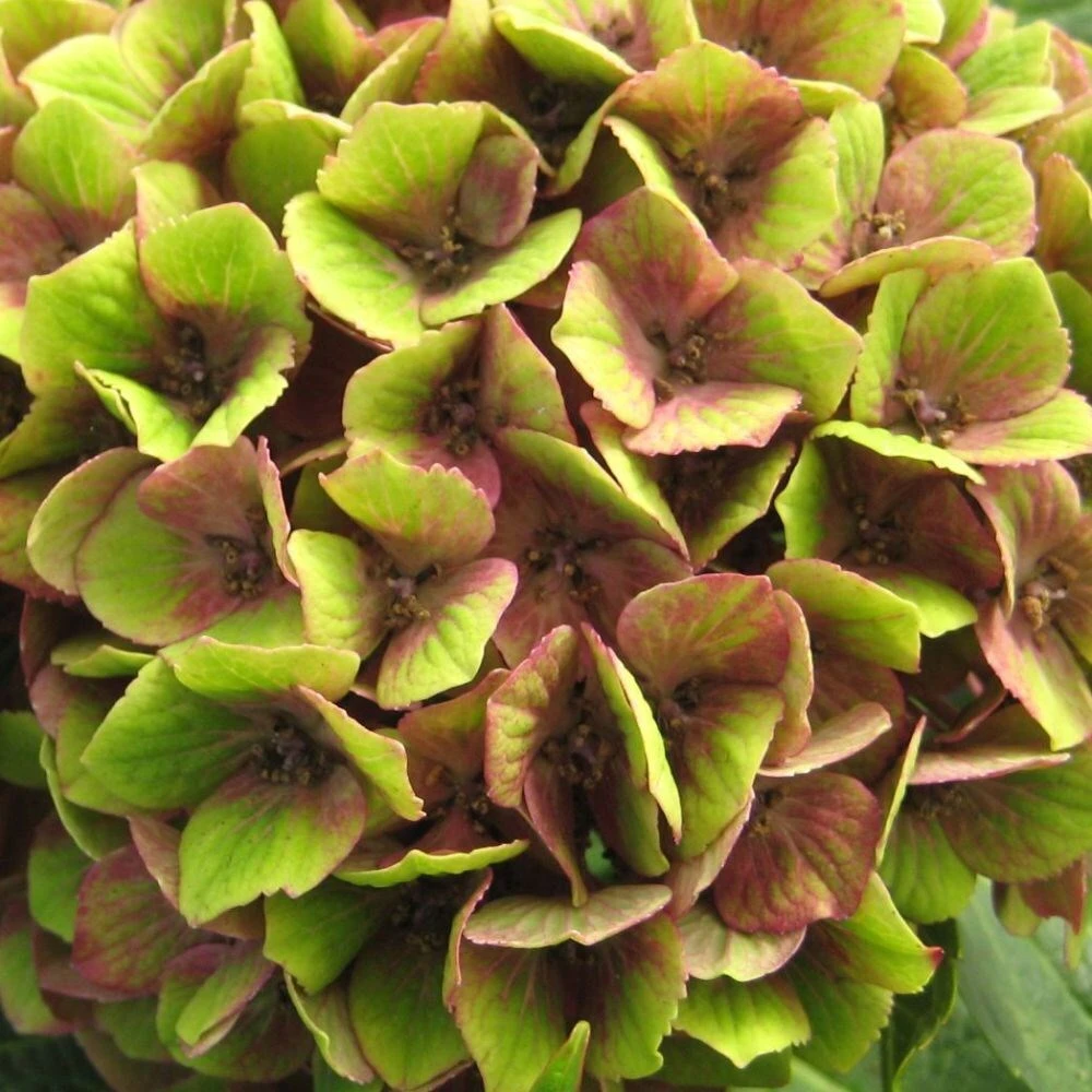 Hydrangea Macrophylla Magical Green Delight ('Hokomagrede') (PBR) - Image 4