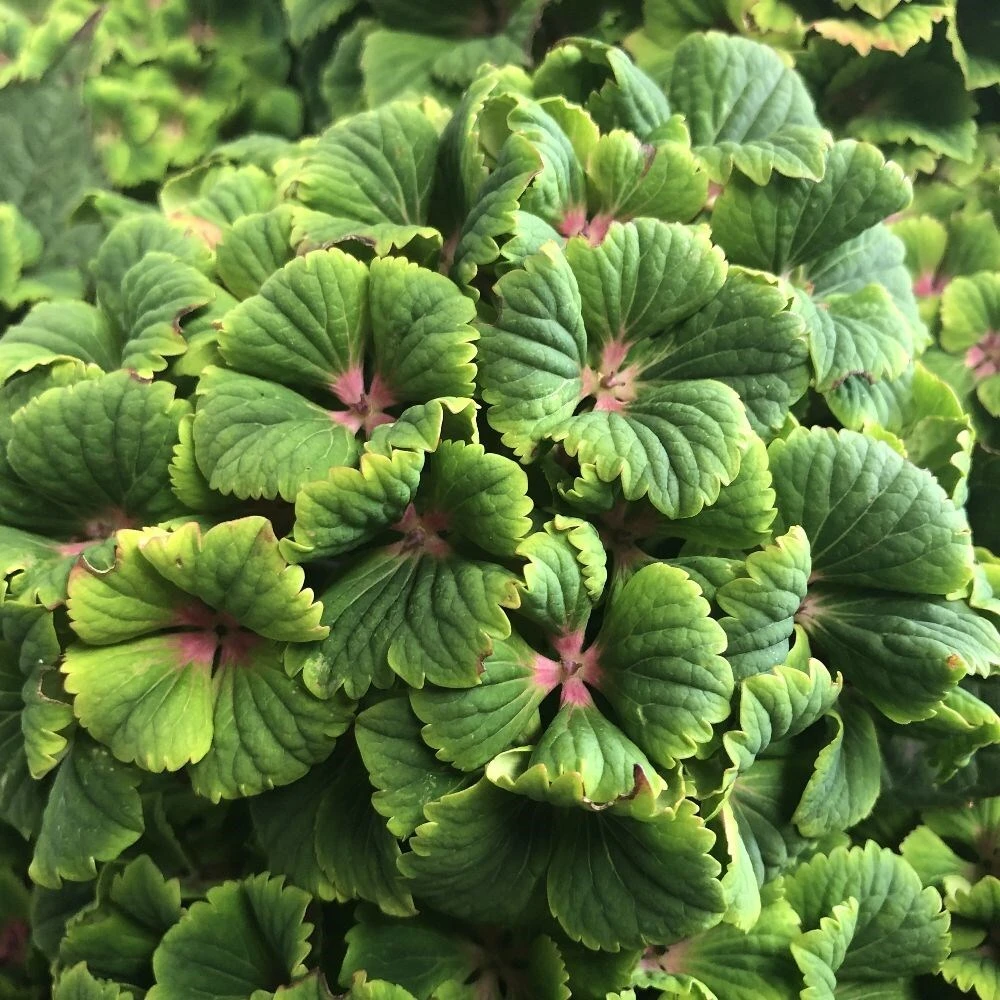 Hydrangea Macrophylla Magical Green Delight ('Hokomagrede') (PBR) - Image 5
