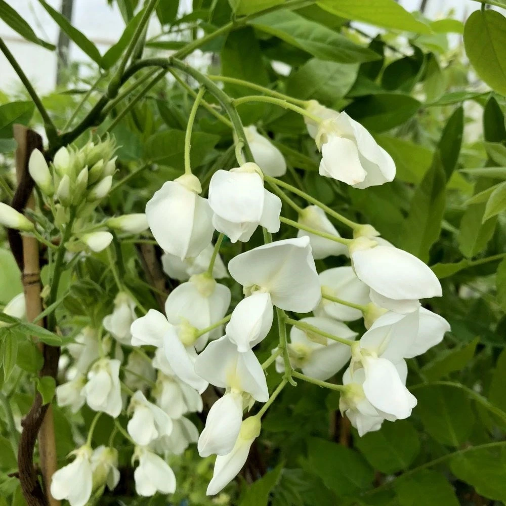 Wisteria Brachybotrys F. Albiflora 'Shiro-kapitan' - Image 3