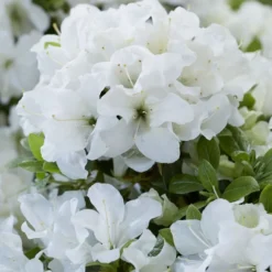 Rhododendron Encore Pure White Julia ('Homlea') (Encore Azalea Series)