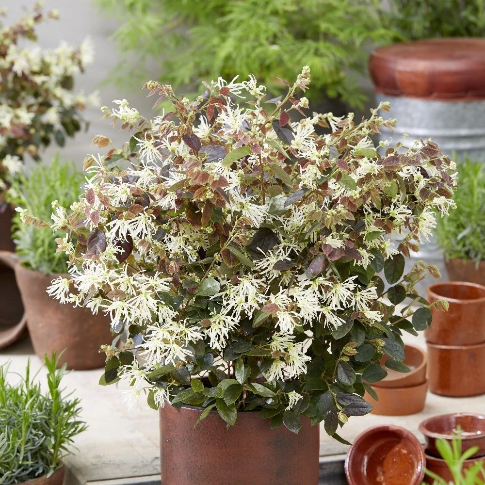 Loropetalum Ruby Snow ('Iwai') (PBR) - Image 2