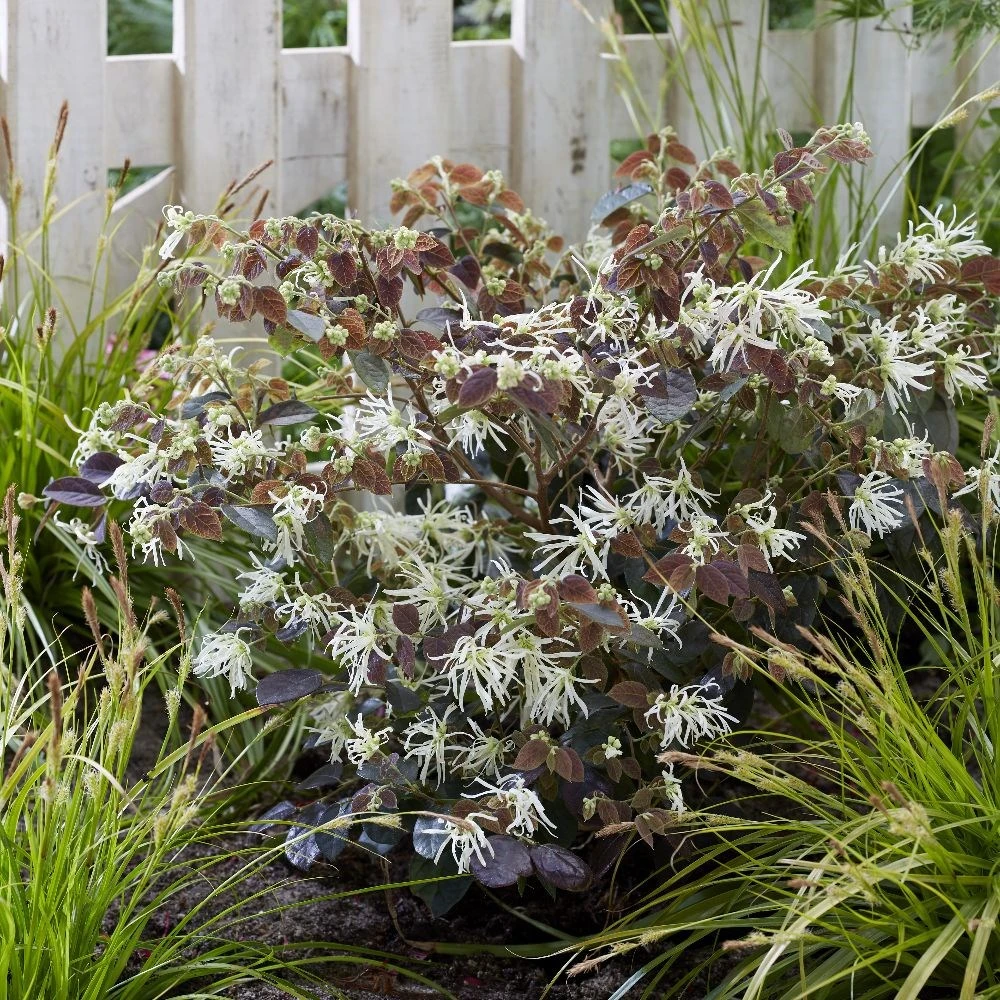 Loropetalum Ruby Snow ('Iwai') (PBR) - Image 3