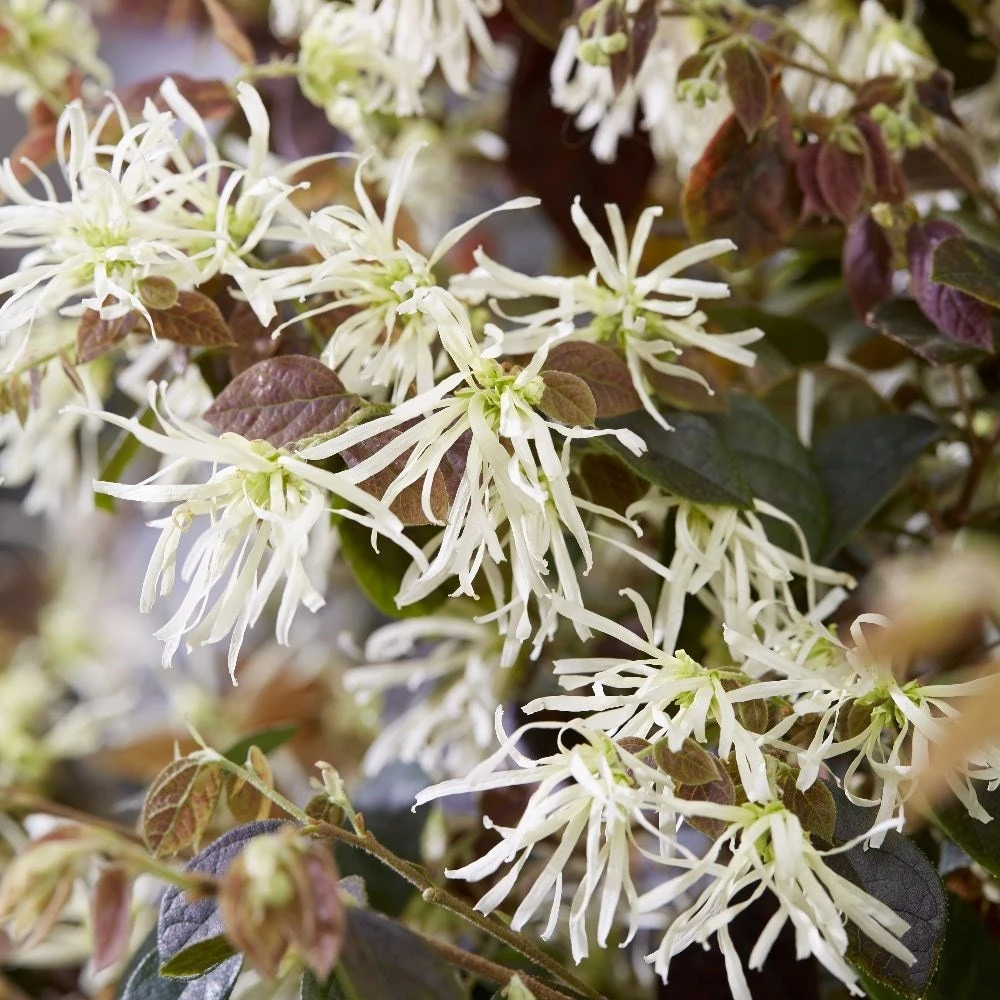 Loropetalum Ruby Snow ('Iwai') (PBR) - Image 4