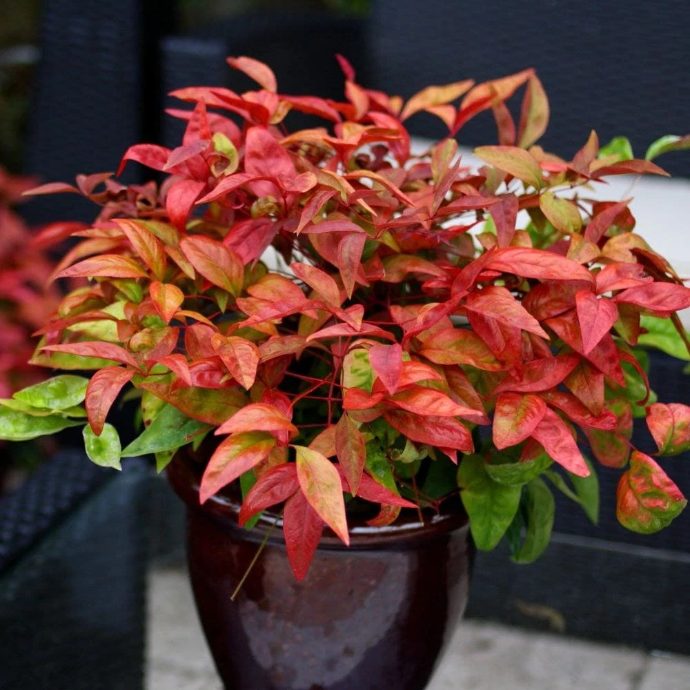Nandina Domestica Blush Pink ('Aka') (PBR) - Image 2