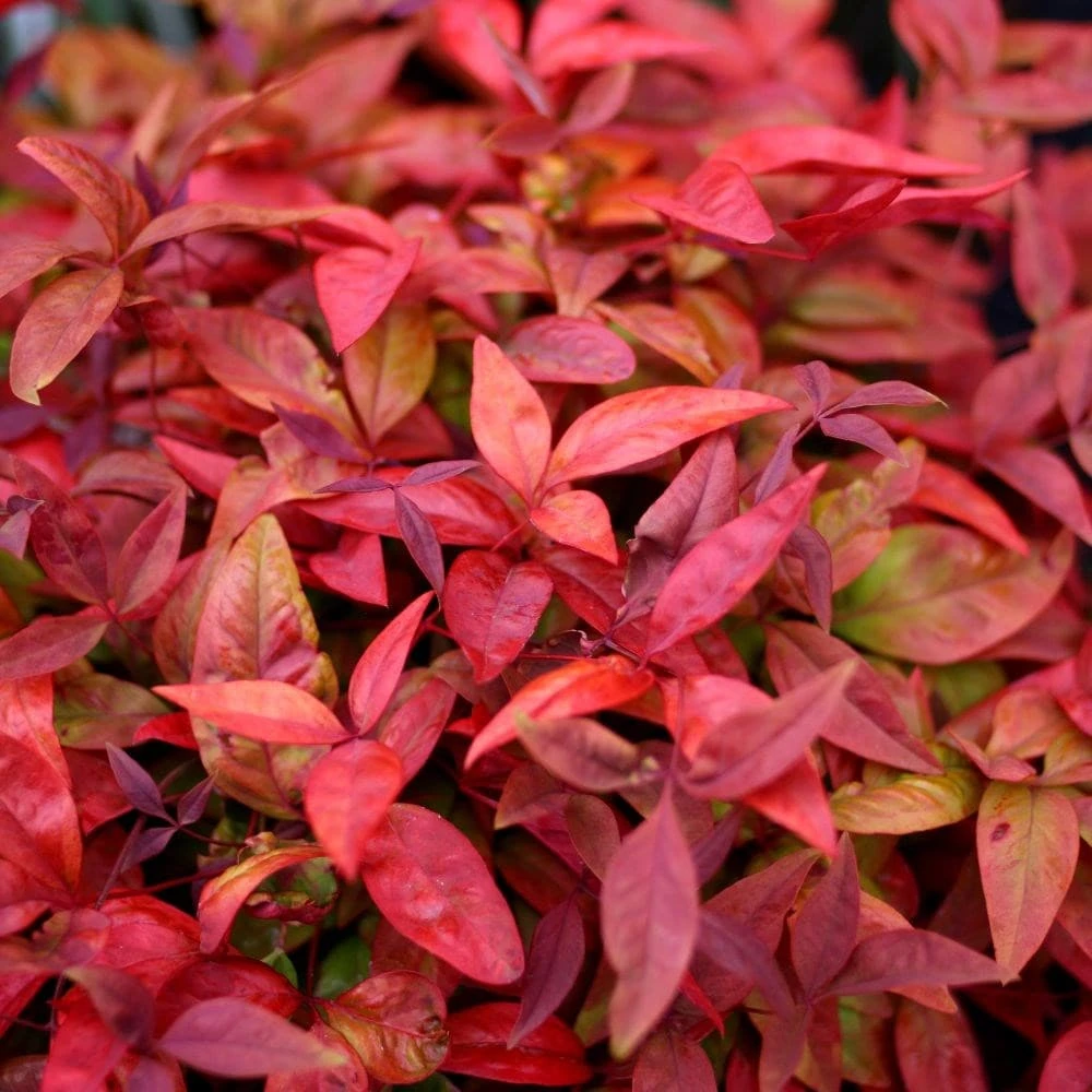 Nandina Domestica Blush Pink ('Aka') (PBR) - Image 3