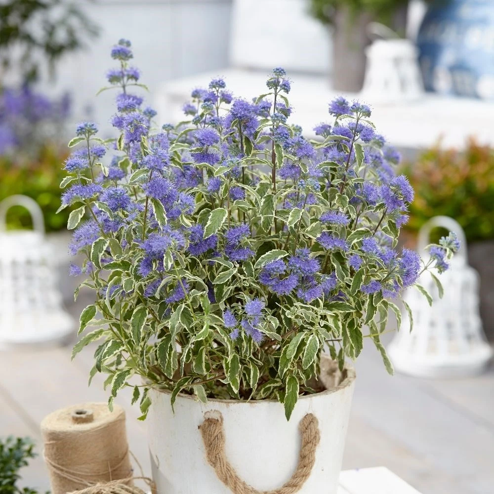 Caryopteris × Clandonensis 'White Surprise' (PBR) - Image 3