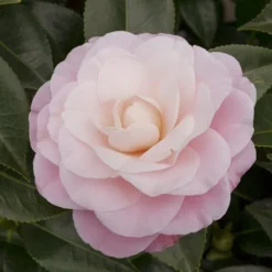 Camellia Japonica 'Nuccio's Cameo'