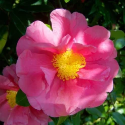 Camellia Japonica 'R.L. Wheeler'