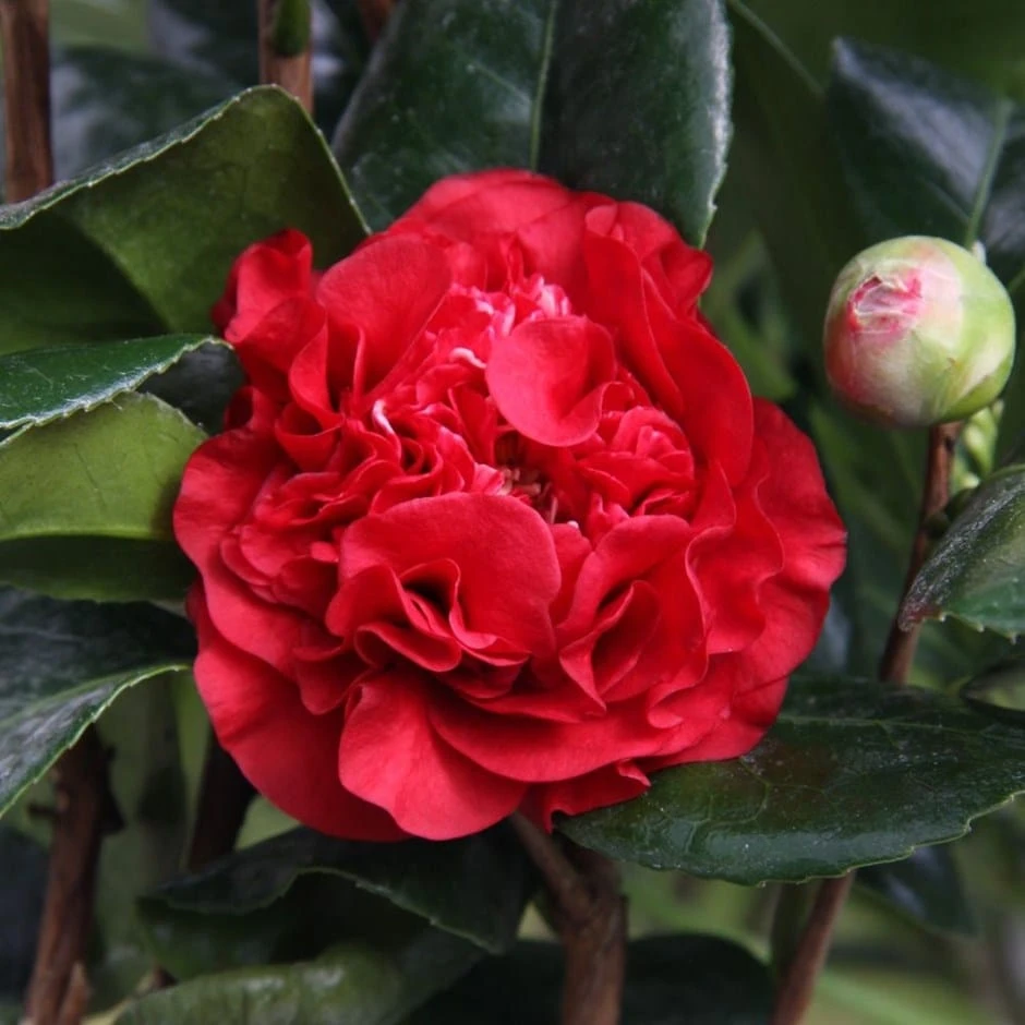 Camellia × Williamsii 'Ruby Wedding'