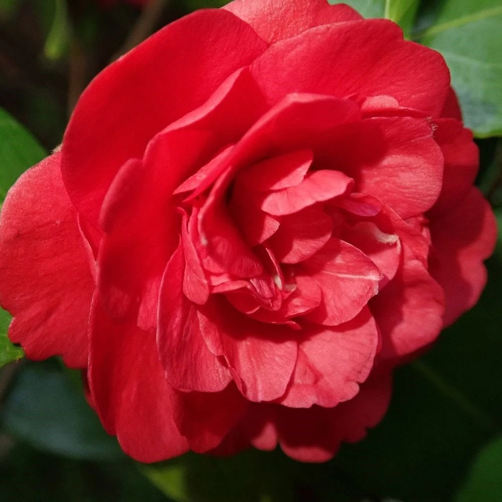 Camellia × Williamsii 'Ruby Wedding' - Image 2