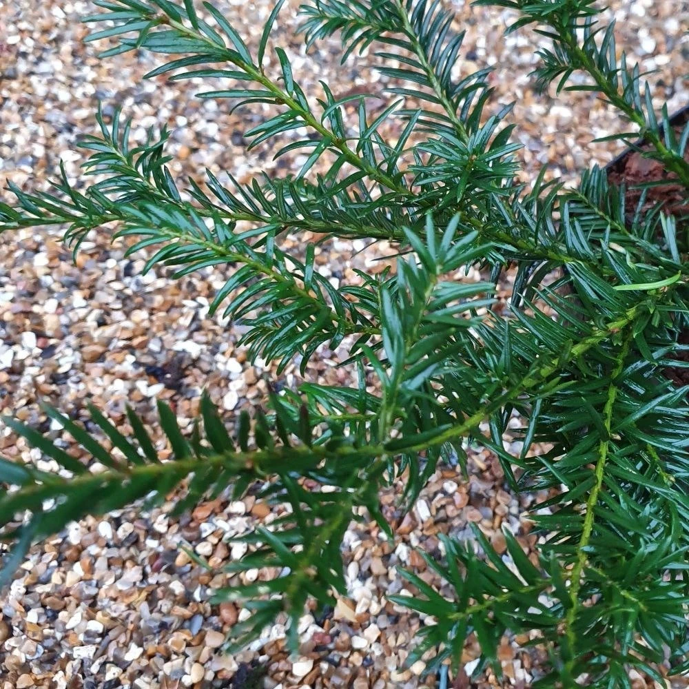 Taxus Baccata 'Repandens' - Image 2
