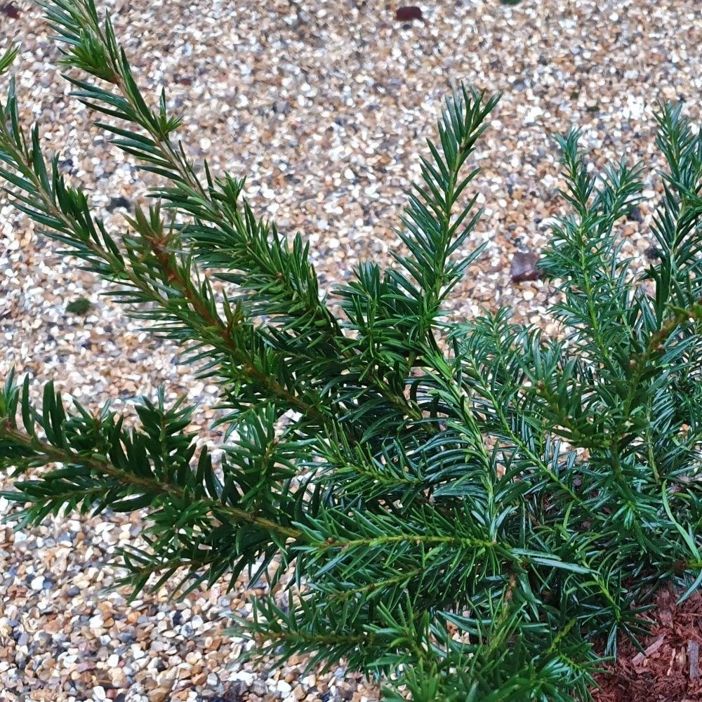 Taxus Baccata 'Repandens' - Image 3