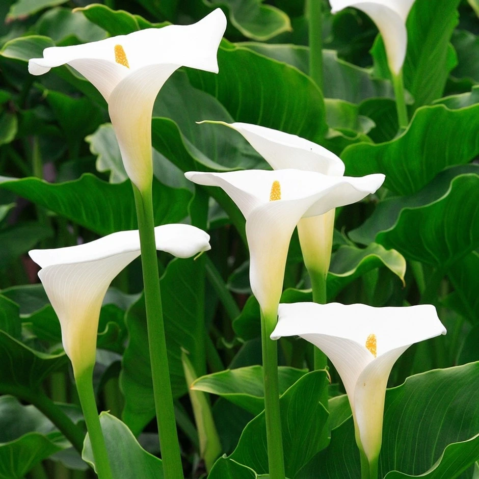 Zantedeschia Aethiopica
