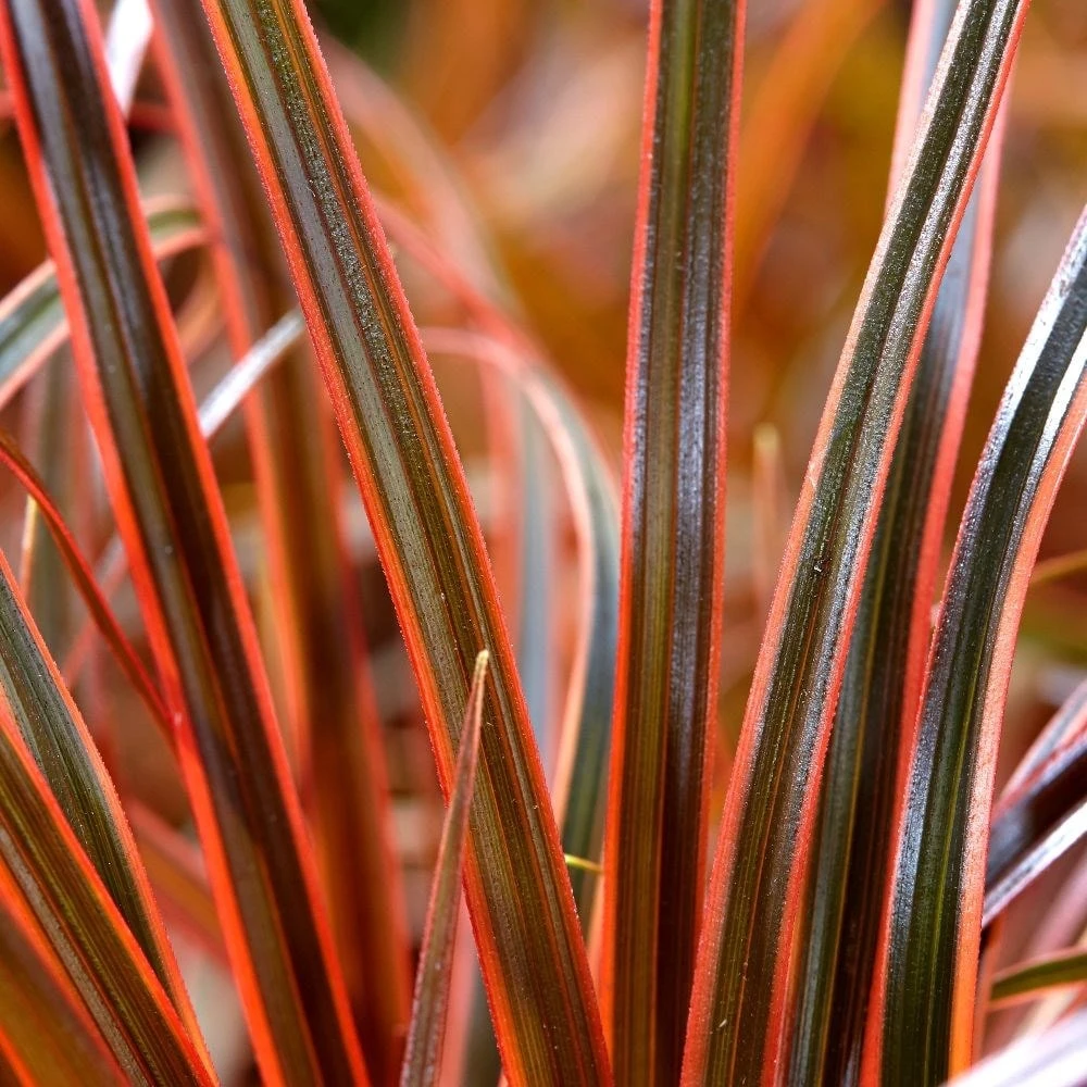 Uncinia Rubra Everflame ('Belinda's Find') (PBR) - Image 2