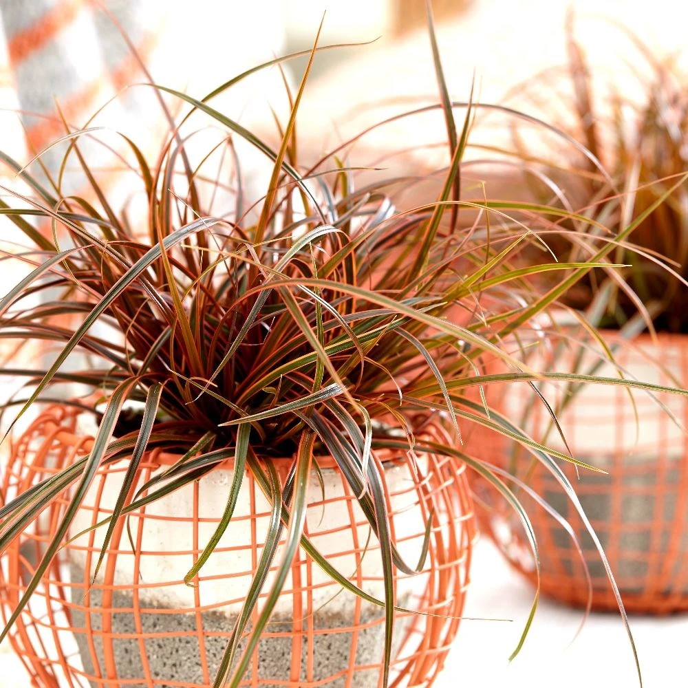 Uncinia Rubra Everflame ('Belinda's Find') (PBR) - Image 3