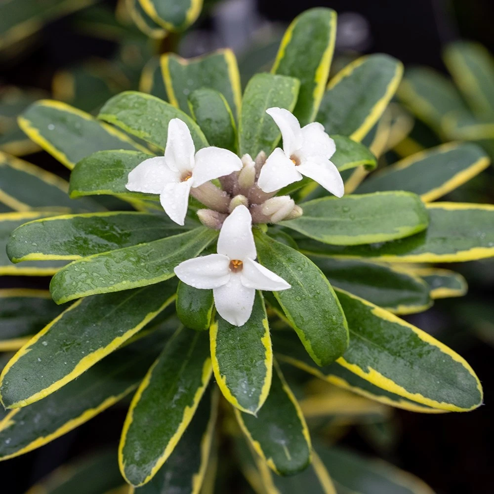 Daphne × Transatlantica 'Summer Ice' - Image 2