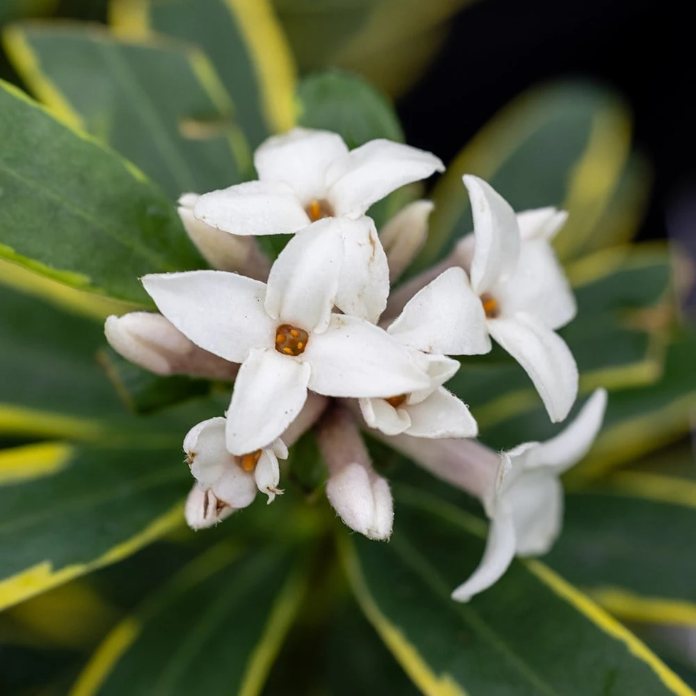 Daphne × Transatlantica 'Summer Ice' - Image 3