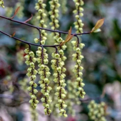 Stachyurus Chinensis 'Celina'