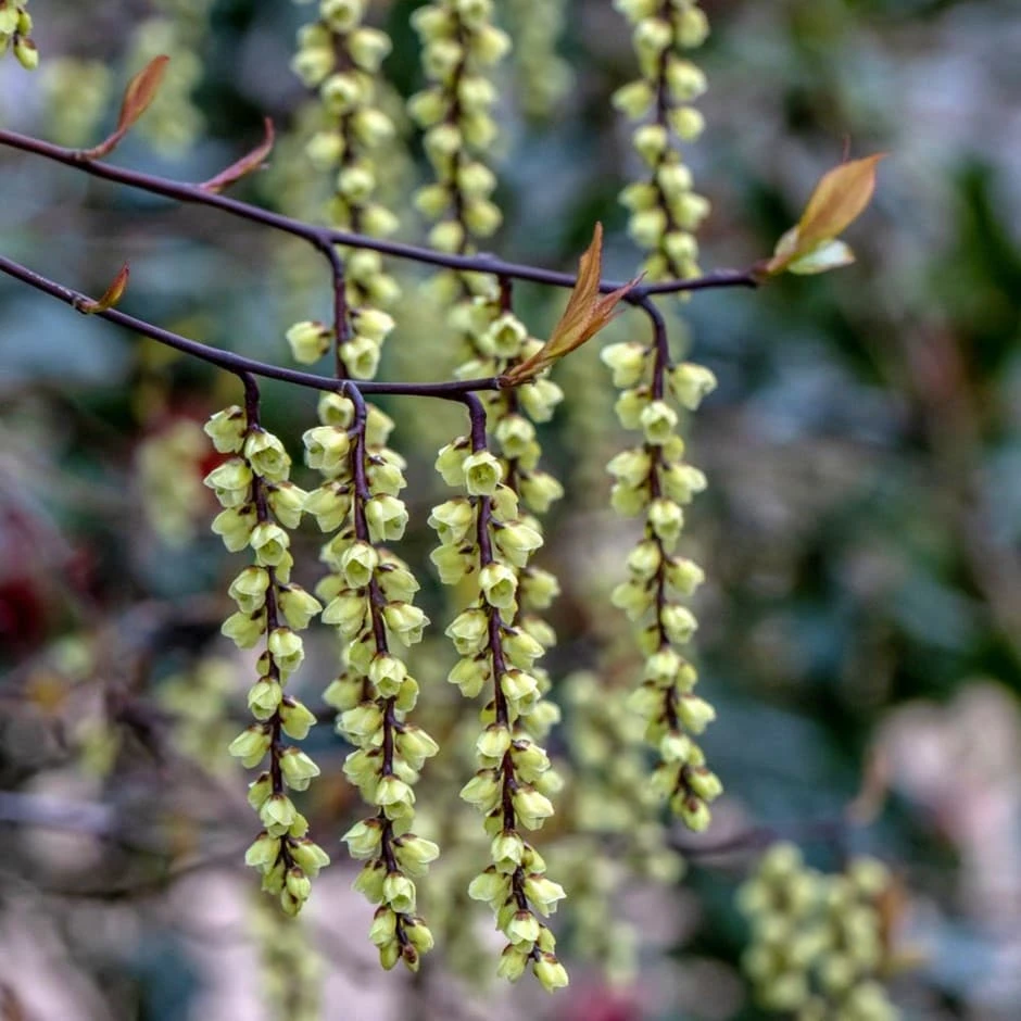 Stachyurus Chinensis 'Celina'