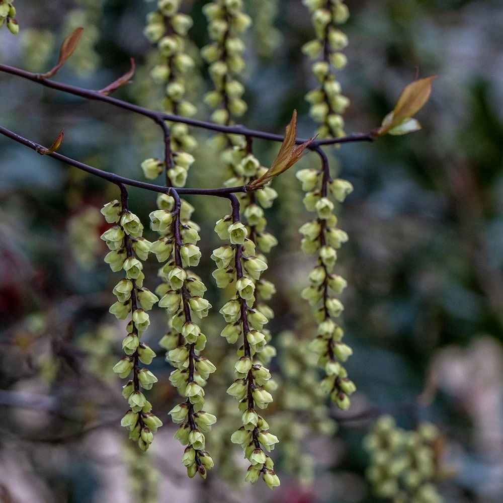 Stachyurus Chinensis 'Celina' - Image 2