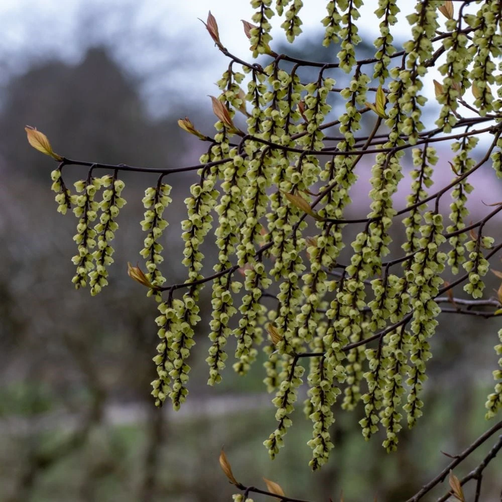 Stachyurus Chinensis 'Celina' - Image 3