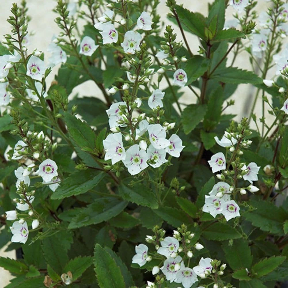 Parahebe Catarractae 'Avalanche' (PBR) - Image 2