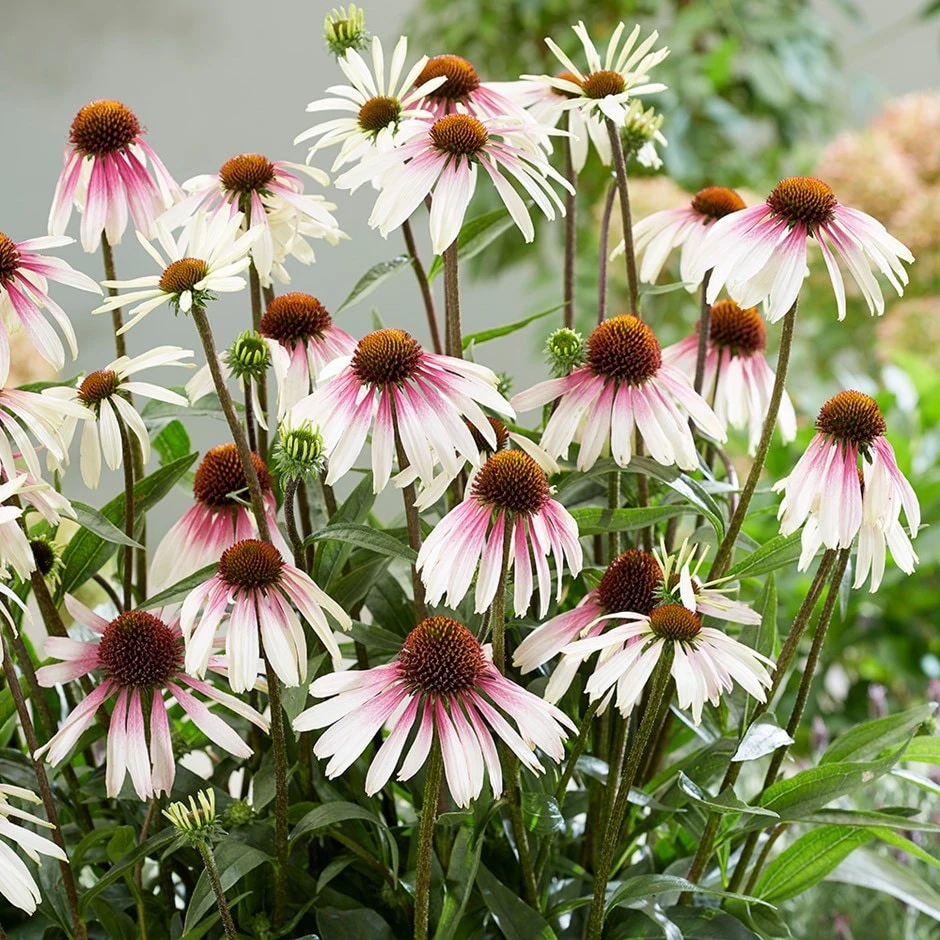 Echinacea Pretty Parasols ('JS Engeltje') (PBR)