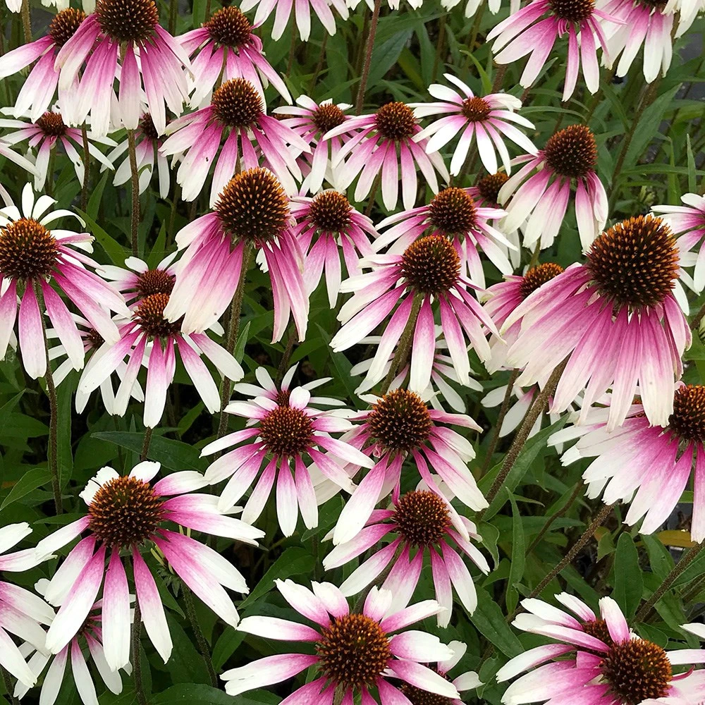 Echinacea Pretty Parasols ('JS Engeltje') (PBR) - Image 10