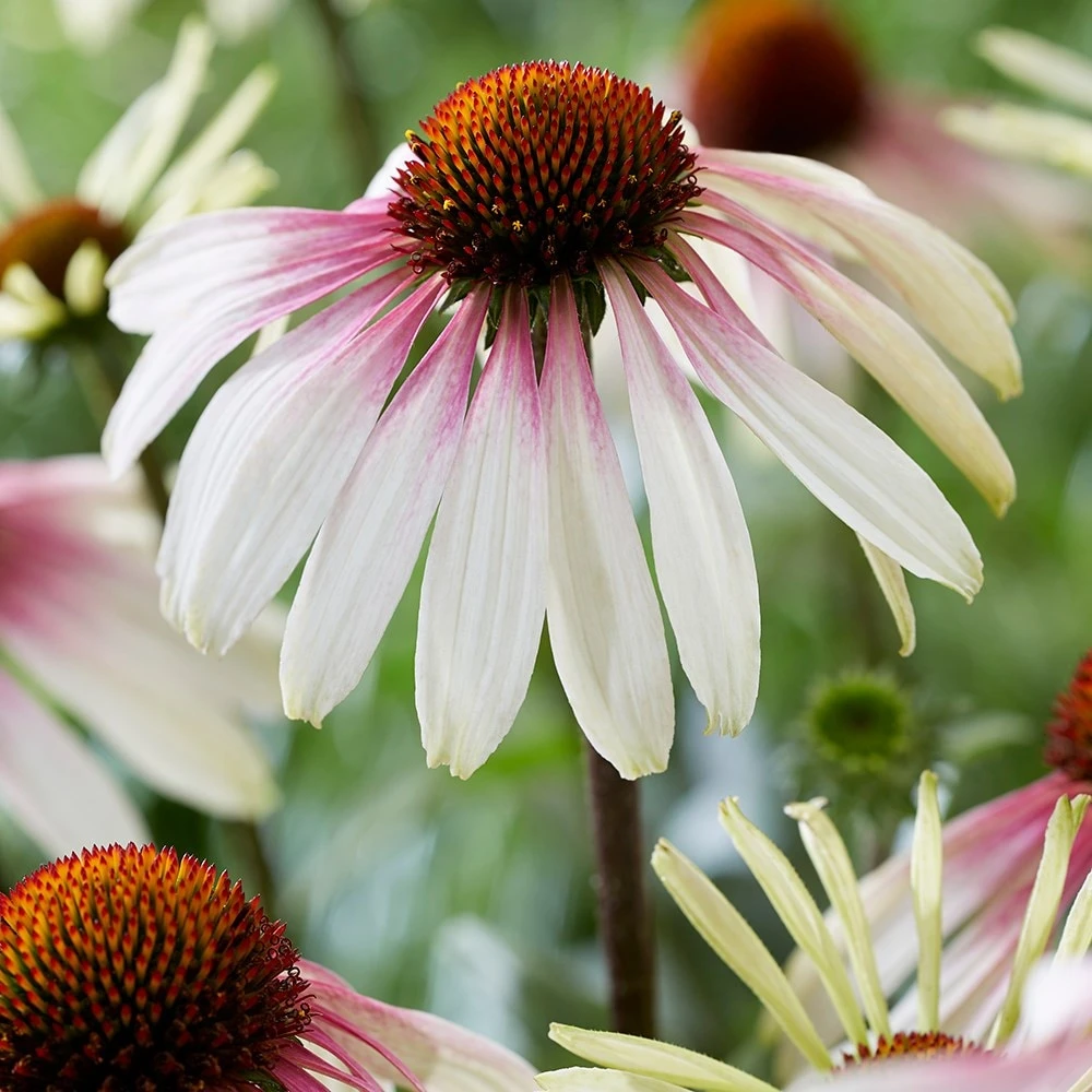 Echinacea Pretty Parasols ('JS Engeltje') (PBR) - Image 2