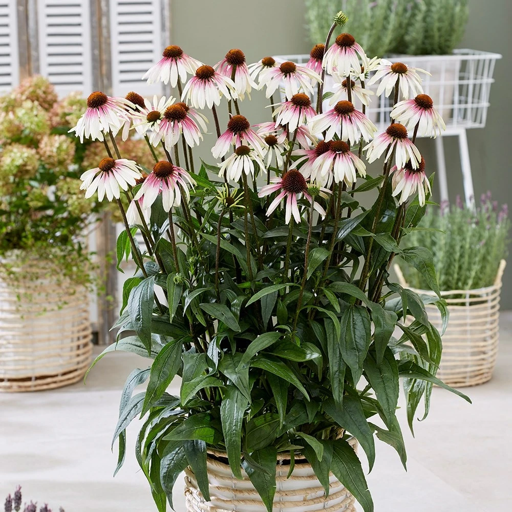 Echinacea Pretty Parasols ('JS Engeltje') (PBR) - Image 3