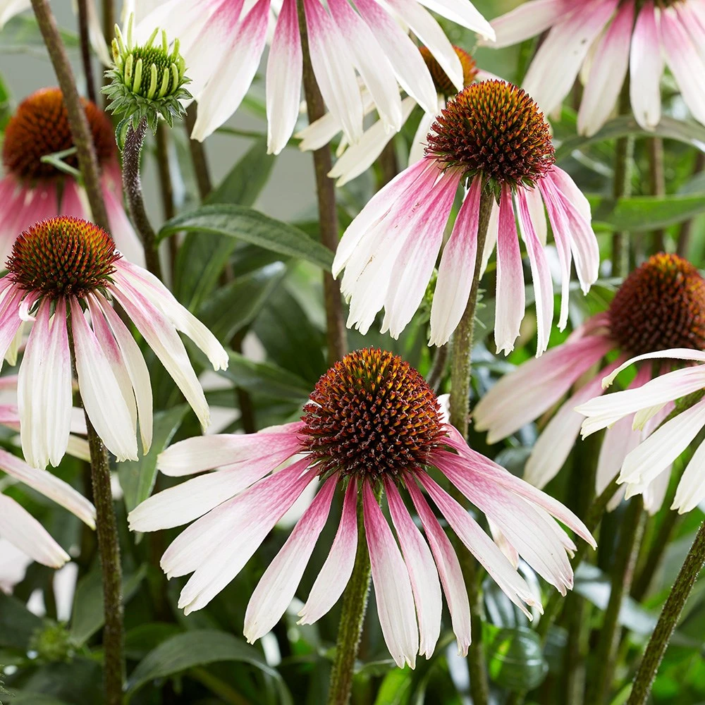 Echinacea Pretty Parasols ('JS Engeltje') (PBR) - Image 4