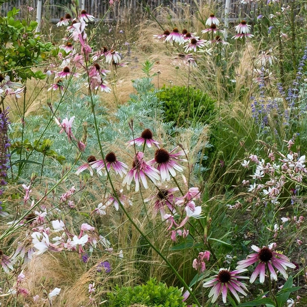 Echinacea Pretty Parasols ('JS Engeltje') (PBR) - Image 5