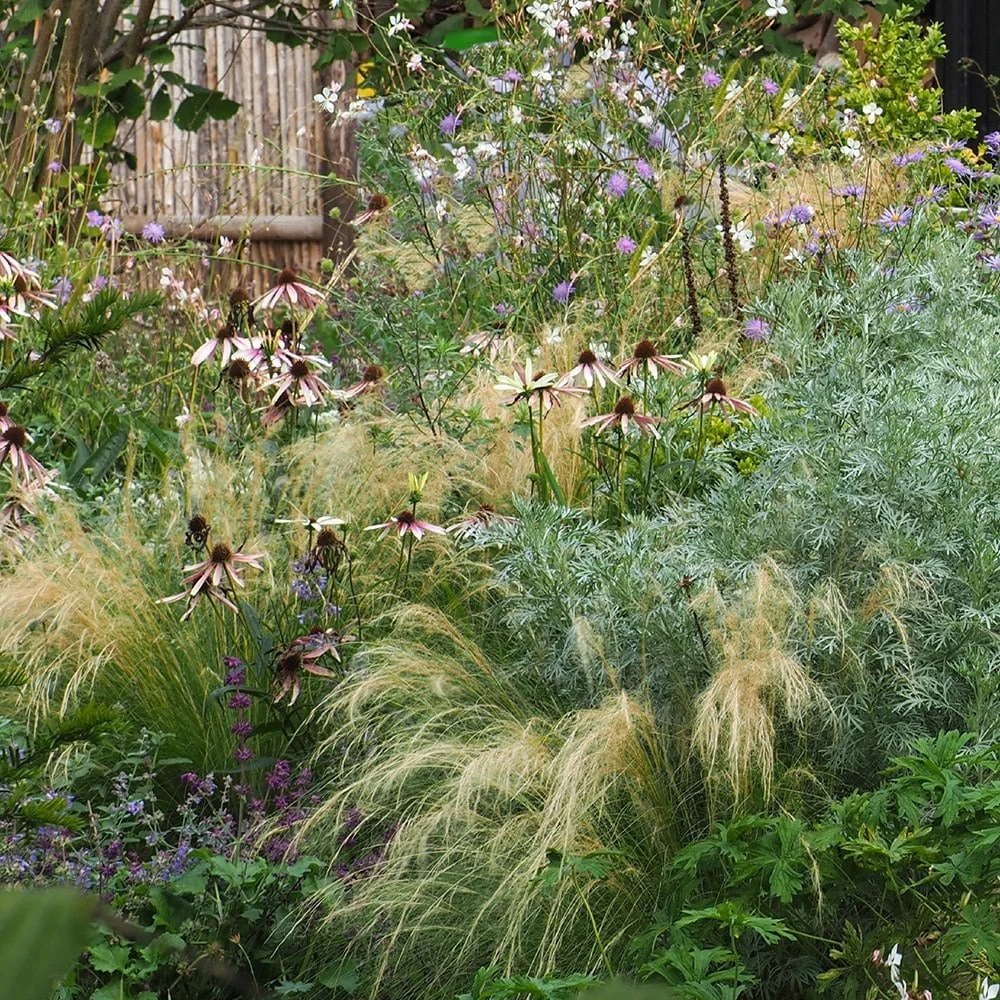 Echinacea Pretty Parasols ('JS Engeltje') (PBR) - Image 6