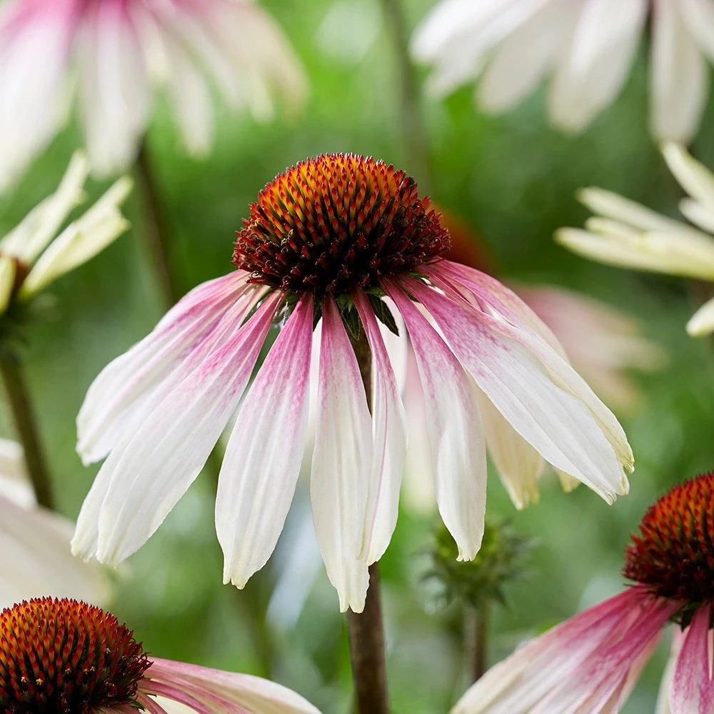 Echinacea Pretty Parasols ('JS Engeltje') (PBR) - Image 7