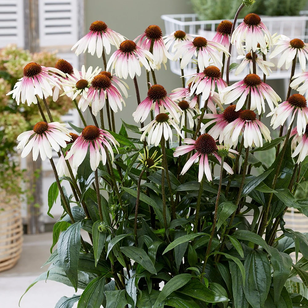 Echinacea Pretty Parasols ('JS Engeltje') (PBR) - Image 8