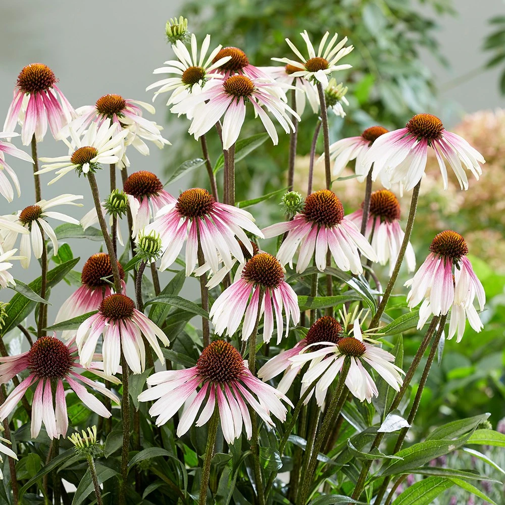 Echinacea Pretty Parasols ('JS Engeltje') (PBR) - Image 9
