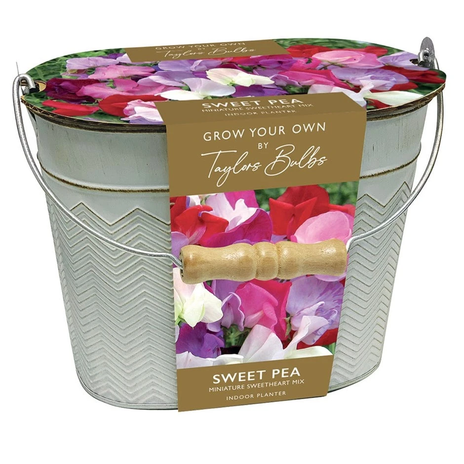 Sweet Peas In A Gift Bucket
