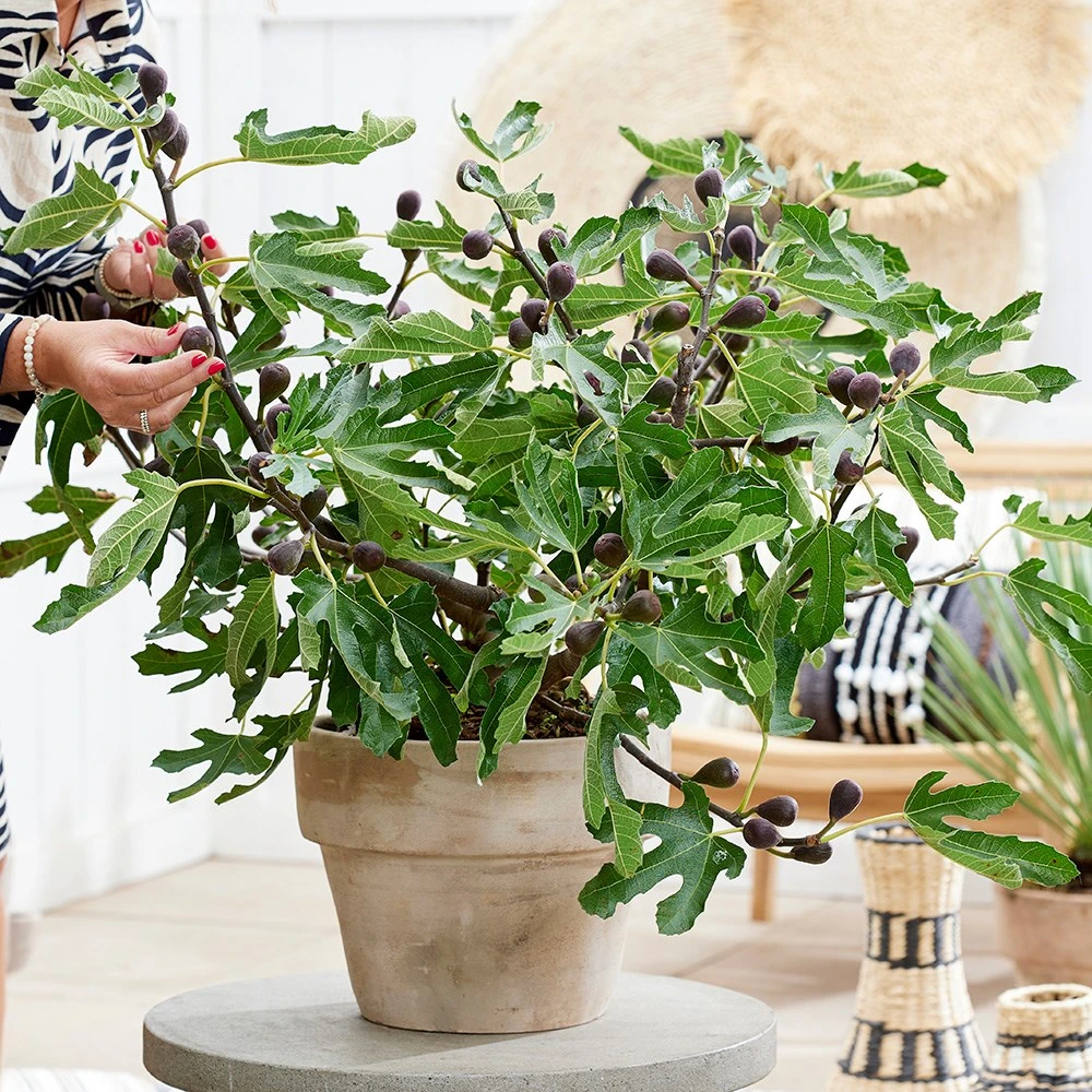 Fig Little Miss Figgy ('Lmf01') (PBR) - Image 2