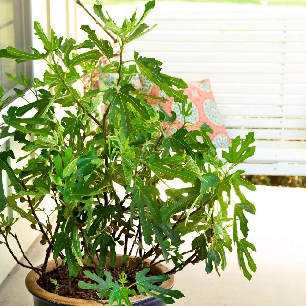 Fig Little Miss Figgy ('Lmf01') (PBR) - Image 3