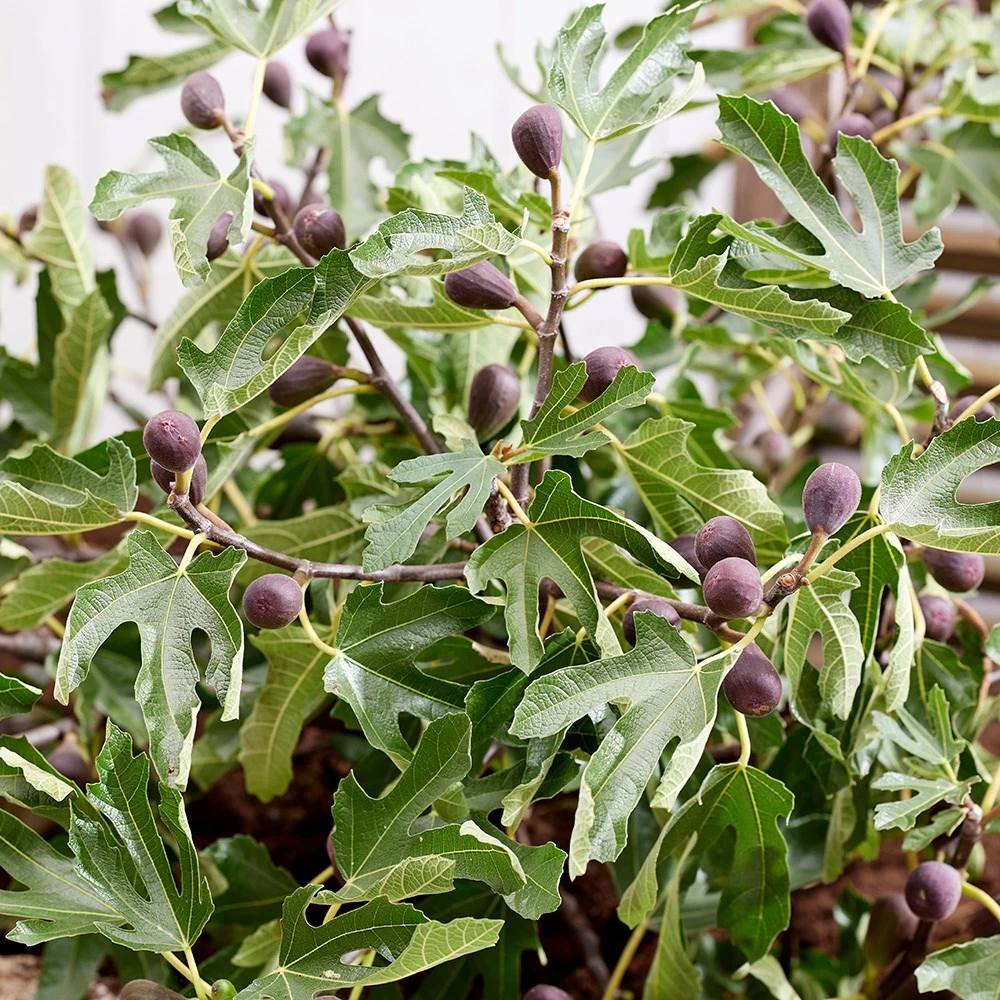 Fig Little Miss Figgy ('Lmf01') (PBR) - Image 4