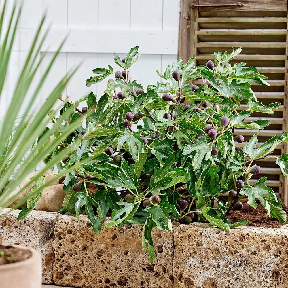 Fig Little Miss Figgy ('Lmf01') (PBR) - Image 5