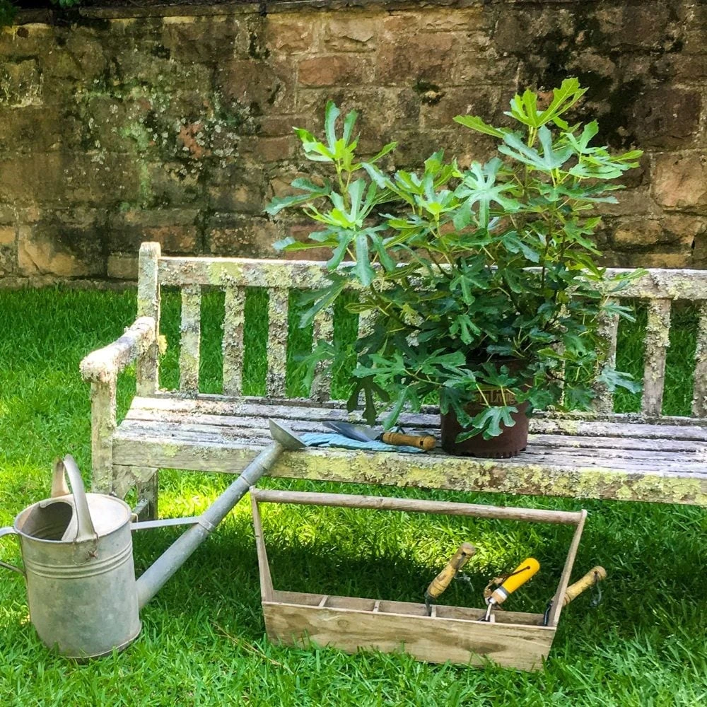 Fig Little Miss Figgy ('Lmf01') (PBR) - Image 6