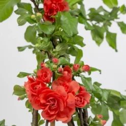 Chaenomeles Speciosa 'Orange Storm' (PBR)