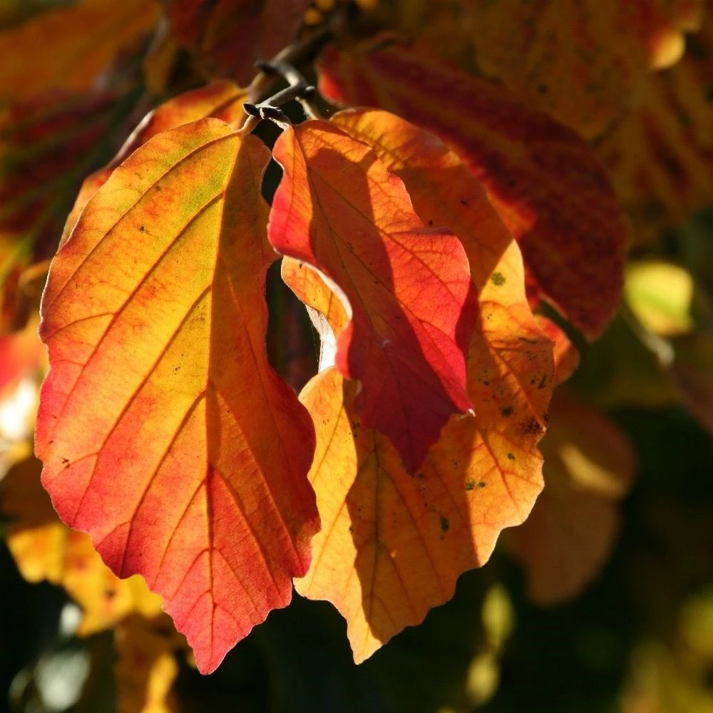 Parrotia Persica - Image 3