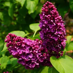 Syringa Vulgaris 'Andenken An Ludwig Späth'